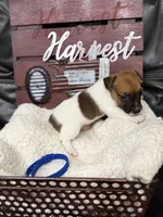 Gary, a male Jack Russell Terrier for sale in Spring Hill, FL – 1 of 3