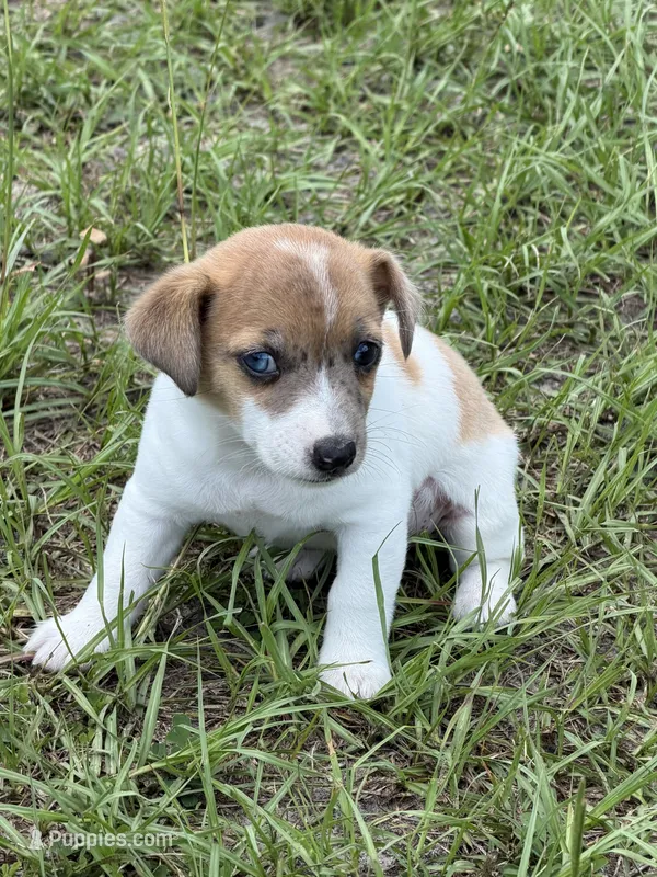 Kenny – Jack Russell Terrier puppy for sale in Spring Hill, FL