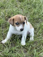 Kenny/pending, a male Jack Russell Terrier for sale in Spring Hill, FL – 1 of 8