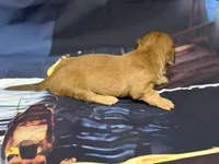 Mazie, a female Miniature Dachshund for sale in Spring Hill, FL – 5 of 6