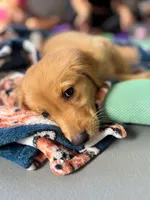 Madden, a female Golden Retriever for sale in Spring Hill, FL – 2 of 7