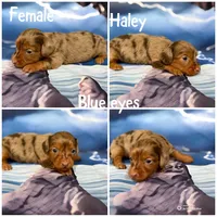 Haley, a female Miniature Dachshund for sale in Spring Hill, FL – 2 of 5