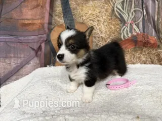 Salley – Pembroke Welsh Corgi puppy for sale in Spring Hill, FL