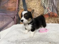 Salley, a female Pembroke Welsh Corgi for sale in Spring Hill, FL – 1 of 4