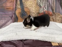 Cotton, a female Pembroke Welsh Corgi for sale in Spring Hill, FL – 4 of 5