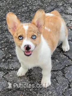 Clara – Pembroke Welsh Corgi puppy for sale in Spring Hill, FL