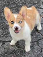 Clara, a female Pembroke Welsh Corgi for sale in Spring Hill, FL – 1 of 2
