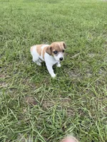 Kenny/pending, a male Jack Russell Terrier for sale in Spring Hill, FL – 4 of 8