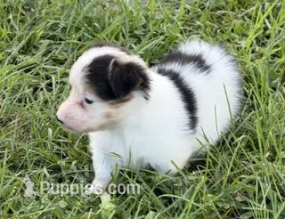 PETEY  – Pembroke Welsh Corgi puppy for sale in Spring Hill, FL
