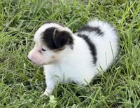 PETEY, a male Pembroke Welsh Corgi for sale in Spring Hill, FL – 3 of 4