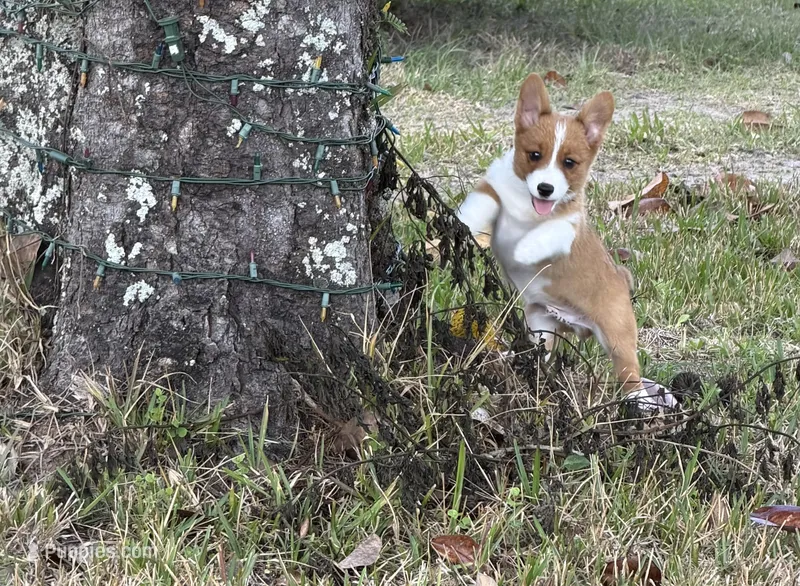 Sammy – Pembroke Welsh Corgi puppy for sale in Spring Hill, FL