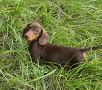 Chipper, a male Miniature Dachshund for sale in Spring Hill, FL – 5 of 6