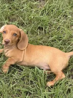 HONEY, a male Miniature Dachshund for sale in Spring Hill, FL – 4 of 4