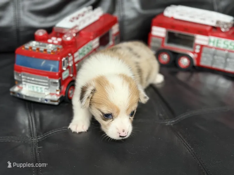 Chip  – Pembroke Welsh Corgi puppy for sale in Spring Hill, FL