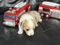 Chip , a male Pembroke Welsh Corgi for sale in Spring Hill, FL – 1 of 7