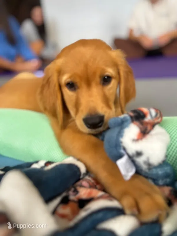Madden – Golden Retriever puppy for sale in Spring Hill, FL