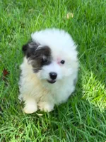 Parker, a female Miniature Aussiedoodle for sale in Spring Hill, FL – 5 of 5