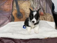 Chip, a male Pembroke Welsh Corgi for sale in Spring Hill, FL – 5 of 5