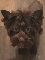 Gizmo (Toy), a male Yorkshire Terrier for sale in Spring Hill, FL – 4 of 4