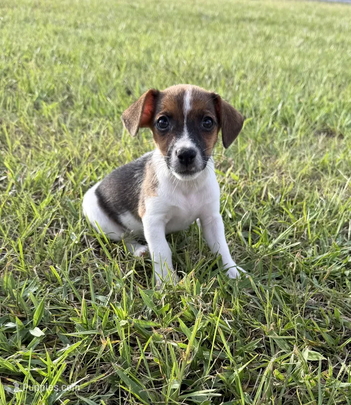 ROSIE – Jack Russell Terrier puppy for sale in Spring Hill, FL