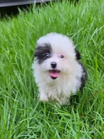 Parker, a female Miniature Aussiedoodle for sale in Spring Hill, FL – 2 of 5