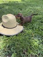 Chipper, a male Miniature Dachshund for sale in Spring Hill, FL – 3 of 5