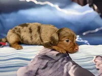 Haley, a female Miniature Dachshund for sale in Spring Hill, FL – 5 of 5