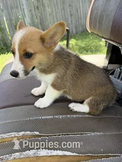 Amanda – Pembroke Welsh Corgi puppy for sale in Spring Hill, FL