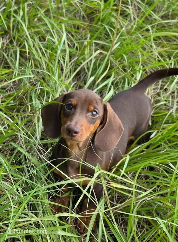 Chipper – Miniature Dachshund puppy for sale in Spring Hill, FL