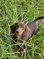 Chipper, a male Miniature Dachshund for sale in Spring Hill, FL – 1 of 6