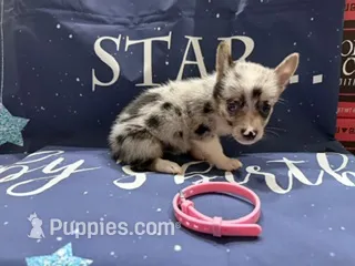 Chloe – Pembroke Welsh Corgi puppy for sale in Spring Hill, FL