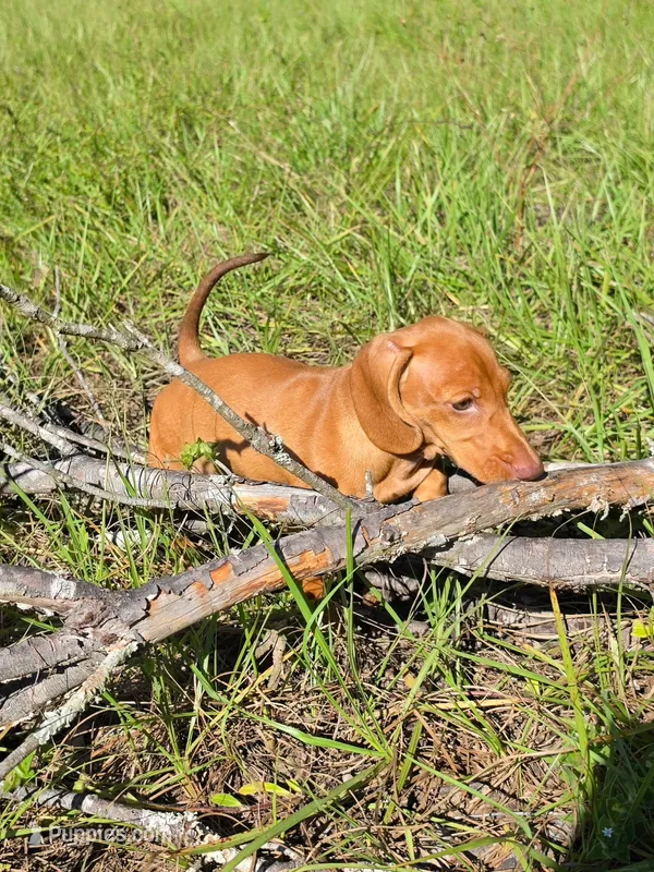HONEY – Miniature Dachshund puppy for sale in Spring Hill, FL