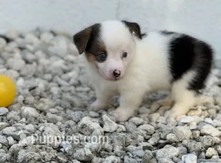 Princess – Pembroke Welsh Corgi puppy for sale in Spring Hill, FL