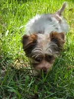 Tea Cup , a male Yorkshire Terrier for sale in Spring Hill, FL – 2 of 3