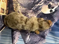 Tortia, a female Miniature Dachshund for sale in Spring Hill, FL – 5 of 5