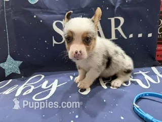 Koda – Pembroke Welsh Corgi puppy for sale in Spring Hill, FL