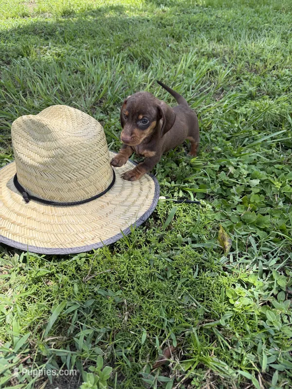 Chipper – Miniature Dachshund puppy for sale in Spring Hill, FL