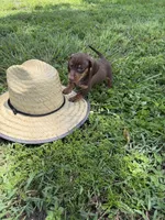 Chipper, a male Miniature Dachshund for sale in Spring Hill, FL – 2 of 5