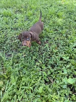 Chipper, a male Miniature Dachshund for sale in Spring Hill, FL – 5 of 5