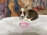 Charlie , a female Pembroke Welsh Corgi for sale in Spring Hill, FL – 4 of 4