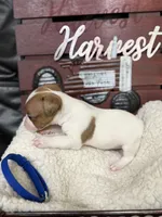 Gizmo, a male Jack Russell Terrier for sale in Spring Hill, FL – 2 of 3
