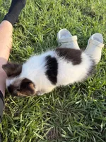 PETEY (fluffy), a male Pembroke Welsh Corgi for sale in Spring Hill, FL – 4 of 7