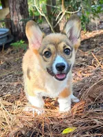 Mask, a female Pembroke Welsh Corgi for sale in Spring Hill, FL – 1 of 3