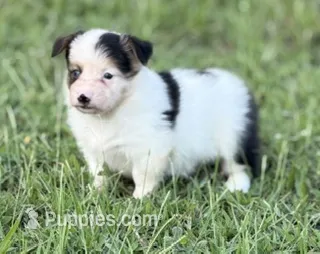 PETEY – Pembroke Welsh Corgi puppy for sale in Spring Hill, FL