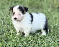PETEY, a male Pembroke Welsh Corgi for sale in Spring Hill, FL – 1 of 4