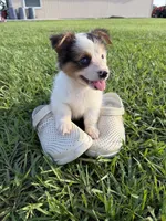 PETEY (fluffy), a male Pembroke Welsh Corgi for sale in Spring Hill, FL – 2 of 7