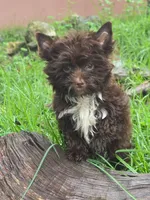 Chocolate Toy, a male Yorkshire Terrier for sale in Spring Hill, FL – 4 of 5