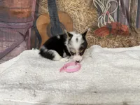 Candy, a female Pembroke Welsh Corgi for sale in Spring Hill, FL – 5 of 5