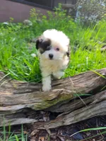 Parker, a female Miniature Aussiedoodle for sale in Spring Hill, FL – 4 of 5