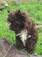 Chocolate Toy, a male Yorkshire Terrier for sale in Spring Hill, FL – 3 of 5